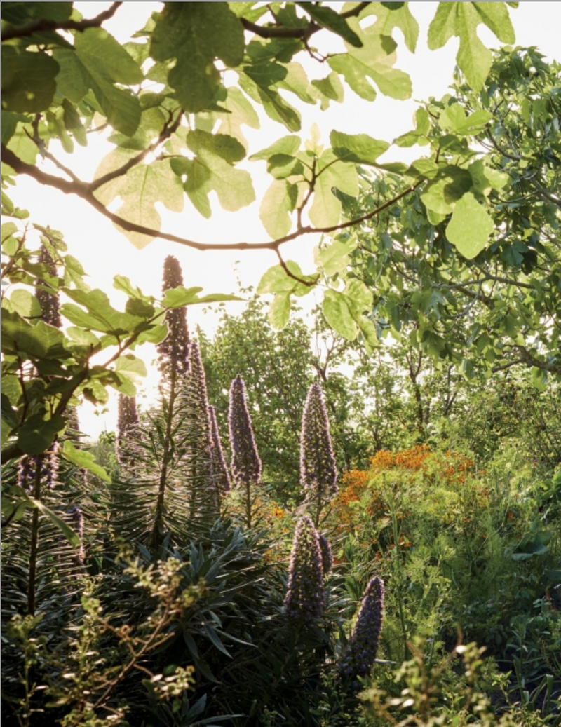 Book Eden Revisited: A Garden in Northern Morocco