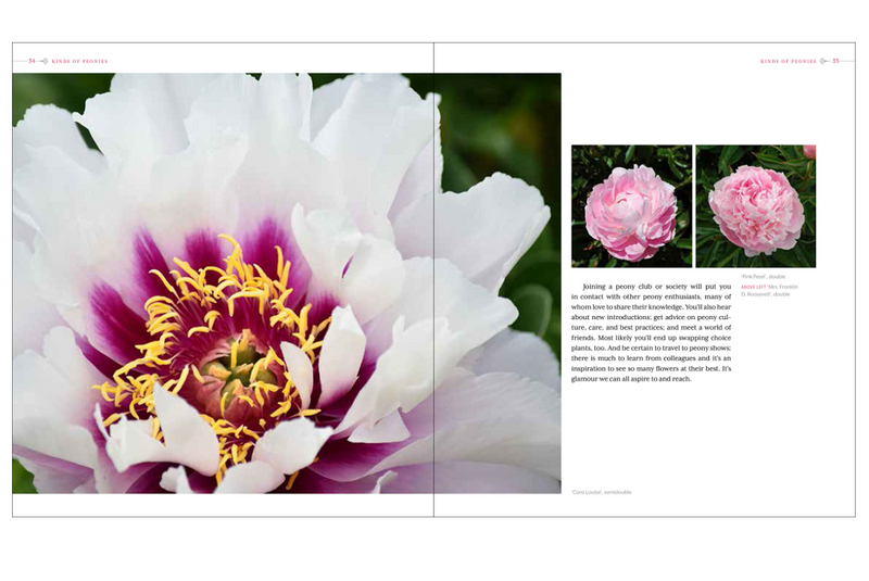Book Peony: The Best Varieties for Your Garden