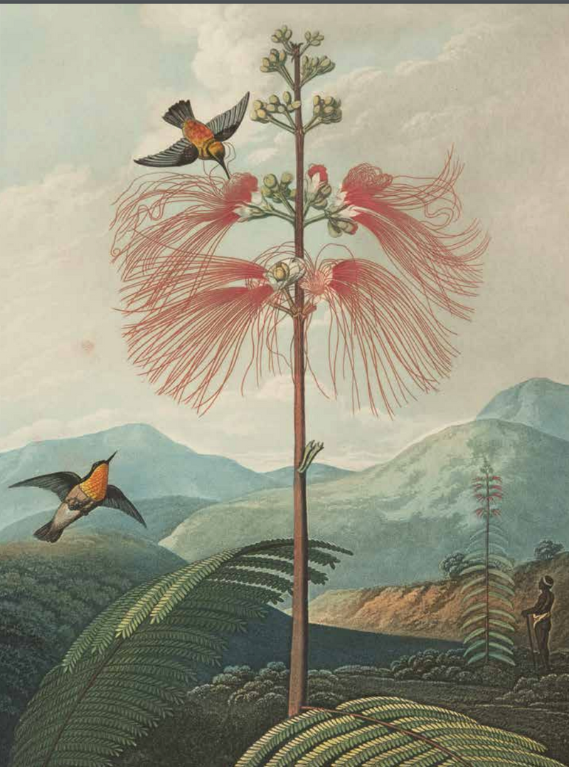Wunderkammer an exotic Journey through Time book