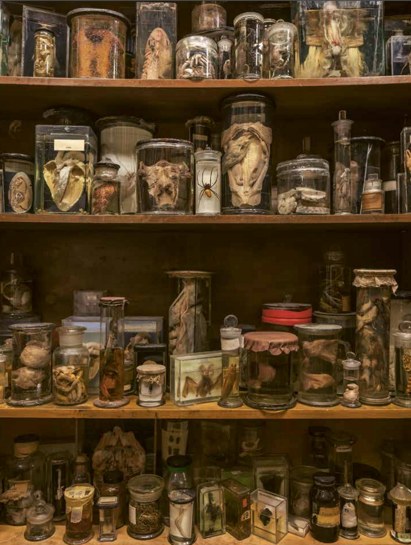 Wunderkammer an exotic Journey through Time book
