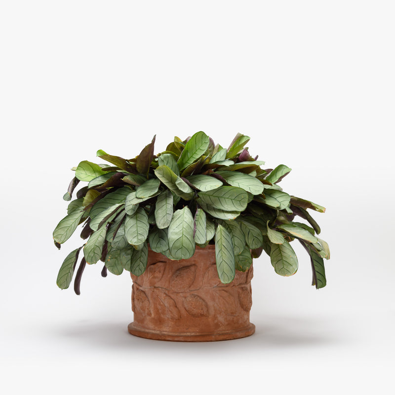 Vaso Redondo com Planta