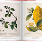 A Garden Eden. Masterpieces of Botanical Illustration