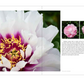 Livro Peony: The Best Varieties for Your Garden