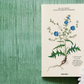 Livro Leonhart Fuchs. The New Herbal