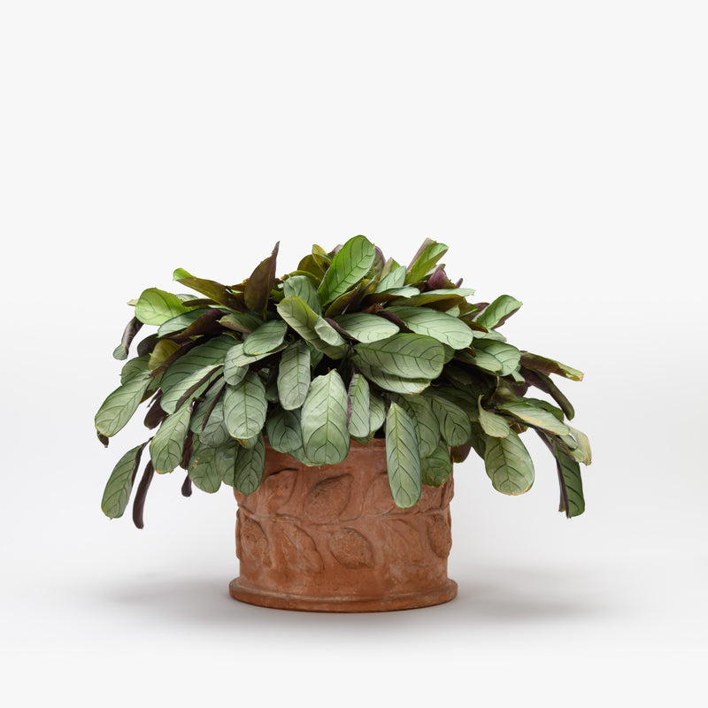 Round Vase with Plant