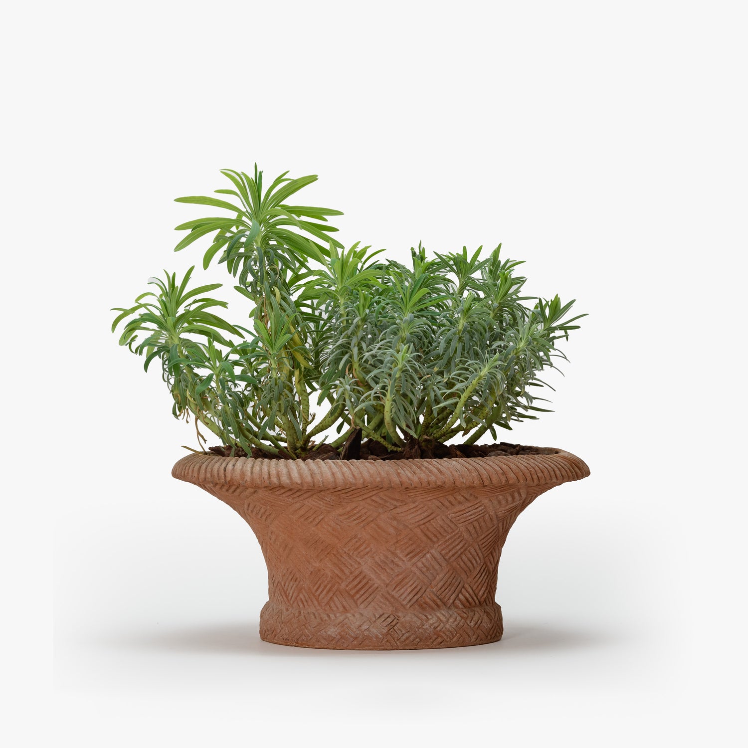 Osier vase with plant